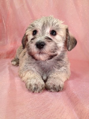 Female Schnoodle Puppy for sale #8|Shipping on Delta to Atlanta GA only $150|We sell our schnoodles for less than Most Schnoodle Breeders in Georgia
